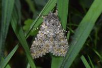Polymixis flavicincta