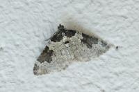 Xanthorhoe fluctuata