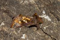 Chrysodeixis chalcites