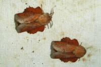 Phyllodesma tremulifolia