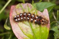 Acronicta rumicis