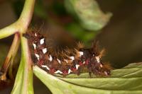 Acronicta rumicis