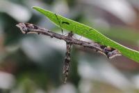 Amblyptilia acanthadactyla