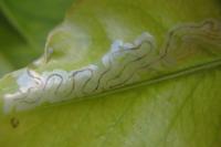 Phyllocnistis citrella