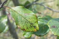 Bucculatrix frangutella