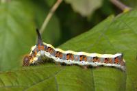 Acronicta psi