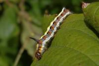 Acronicta psi