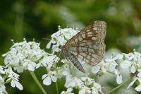 Chiasmia clathrata
