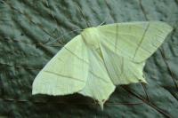 Ourapteryx sambucaria