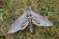 Agrius convolvuli