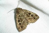 Naenia typica
