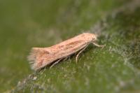 Elachista rufocinerea