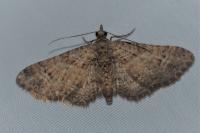 Gymnoscelis rufifasciata