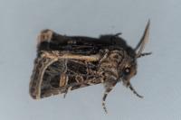 Leucochlaena oditis