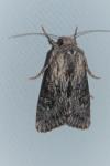 Aporophyla australis