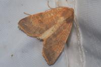 Cirrhia ocellaris