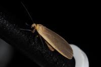 Katha depressa