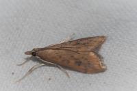 Udea ferrugalis