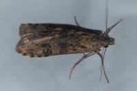 Nomophila noctuella