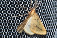 Aspitates ochrearia
