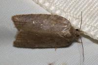 Acleris sparsana