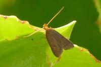Eurodachtha pallicornella