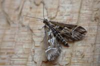 Diasemia reticularis