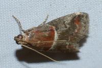Acrobasis marmorea