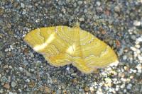 Camptogramma bilineata