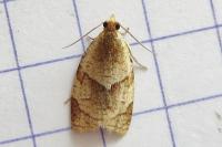 Clepsis rurinana
