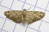 Eupithecia inturbata