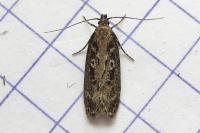 Gelechia sororculella