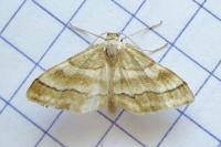 Idaea circuitaria