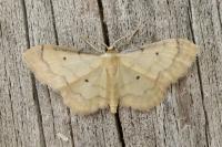 Idaea politaria