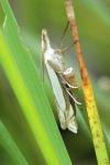 Crambus pascuella