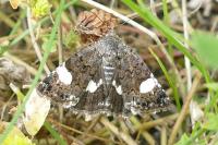 Tyta luctuosa