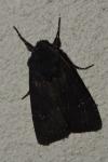 Aporophyla nigra