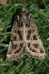 Leucochlaena oditis