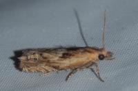 Eucosma cana