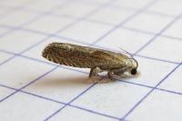 Eucosma gr. hohenwartiana