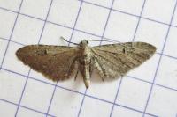 Eupithecia innotata
