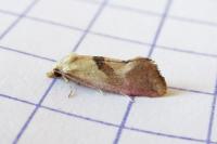 Cochylis roseana