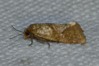 Phalonidia affinitana