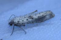 Yponomeuta irrorella