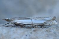 Crambus pascuella