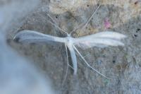 Pterophorus pentadactylus