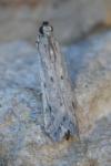 Phycitodes