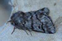 Thaumetopoea pityocampa