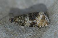 Celypha lacunana