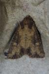 Mesapamea secalella/secalis